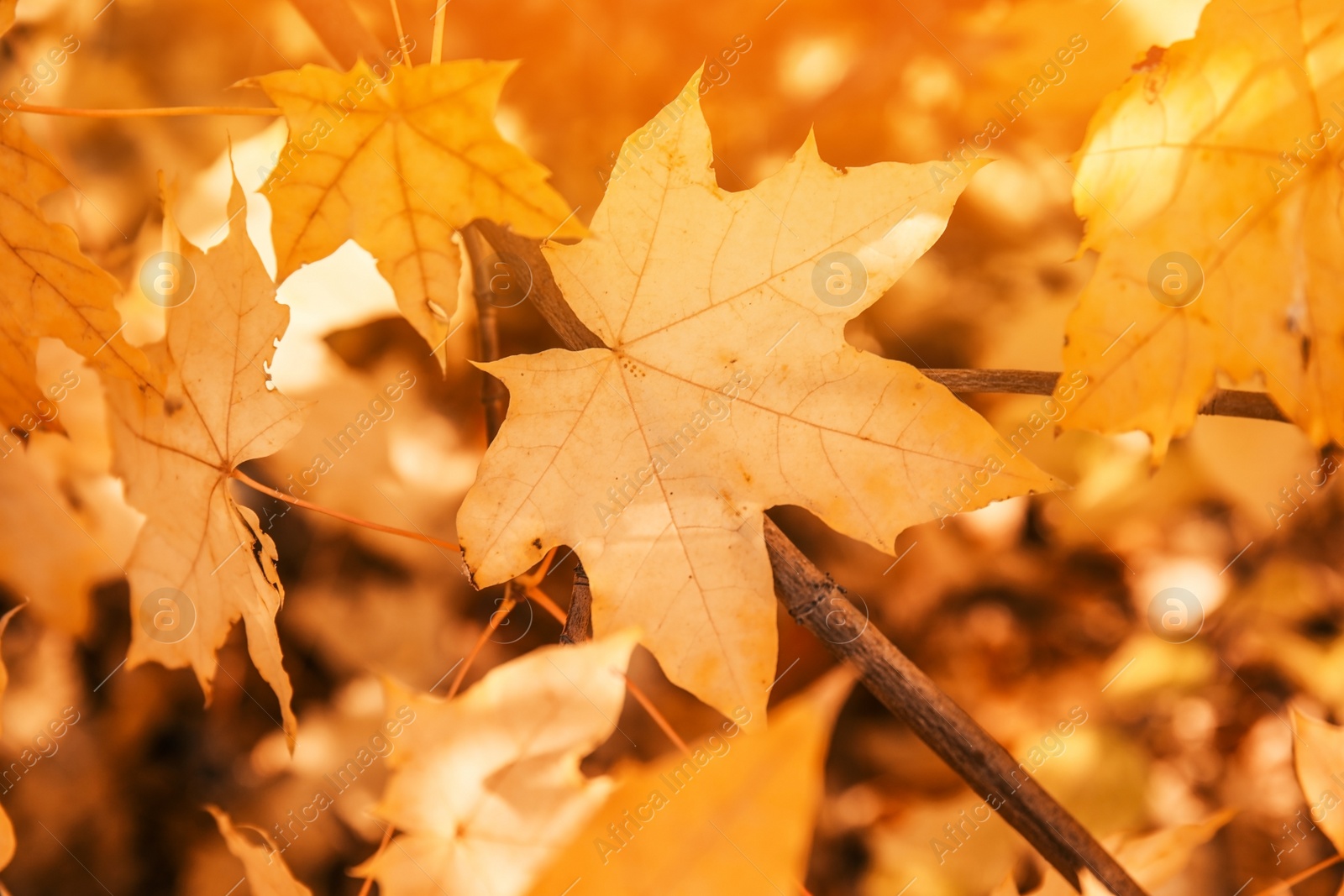 Photo of Bright leaves on blurred background, outdoors. Autumn day