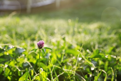 Photo of Green meadow with wild flower on summer day, closeup