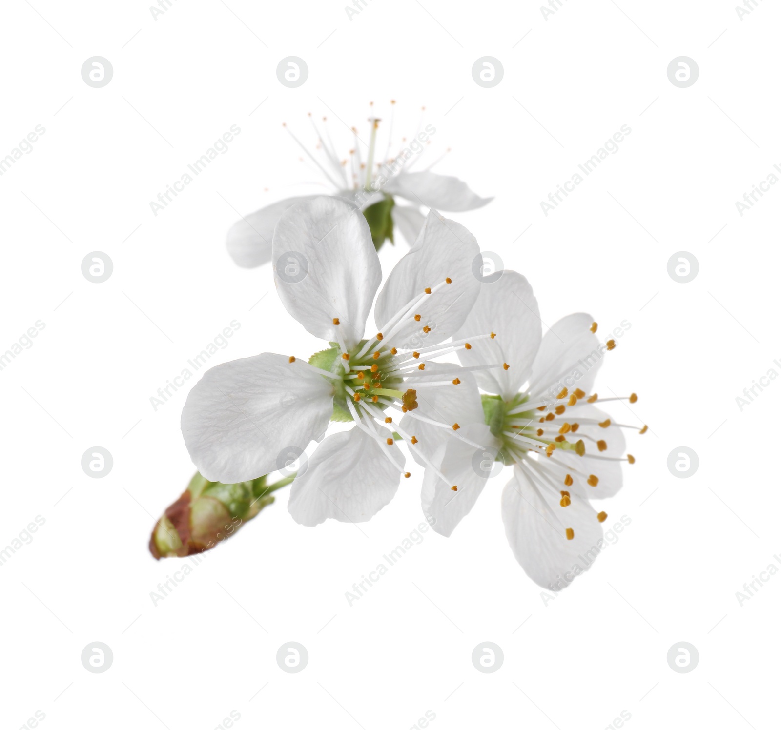 Photo of Beautiful spring tree blossoms isolated on white