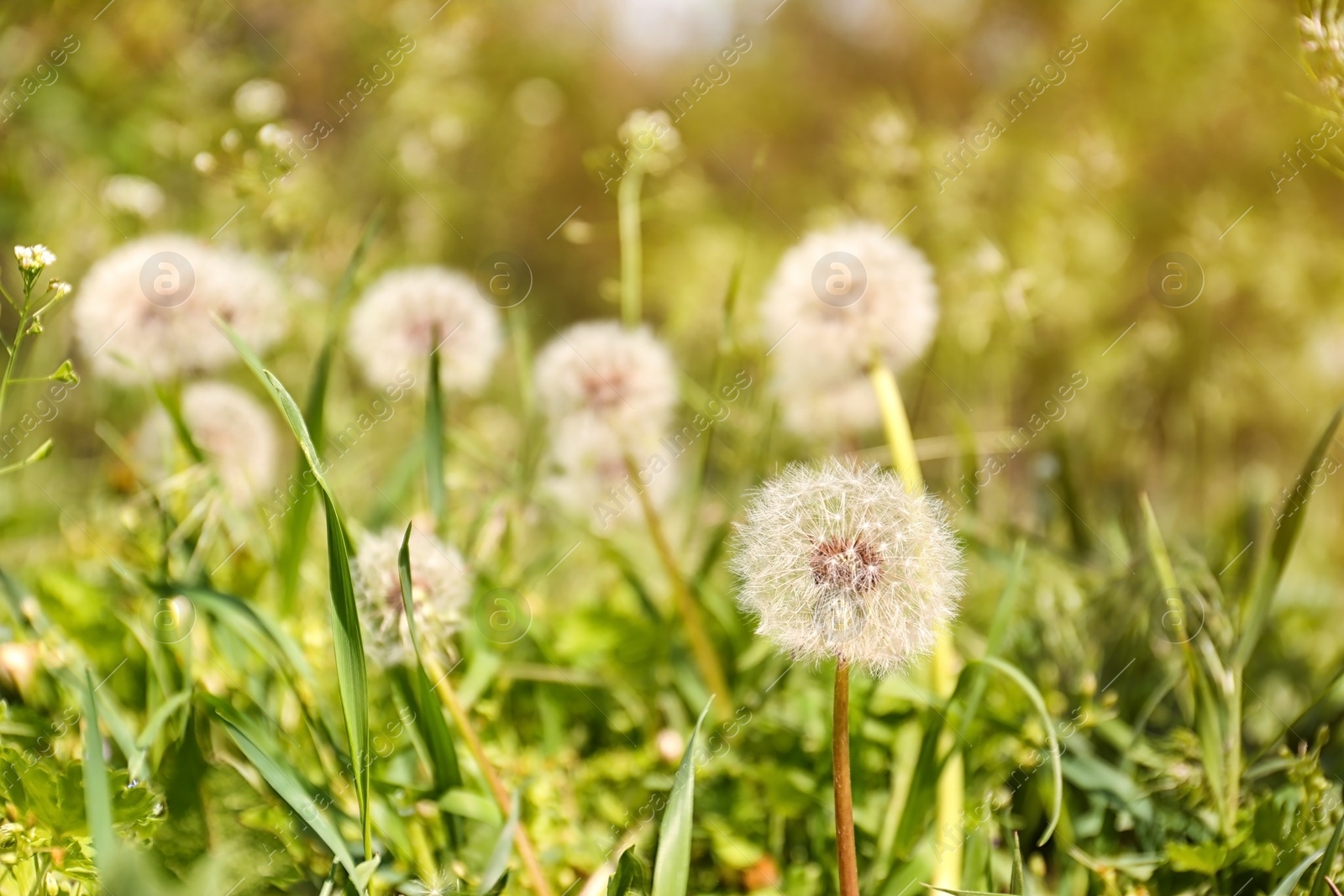 Photo of Closeup view of dandelion on green meadow, space for text. Allergy trigger