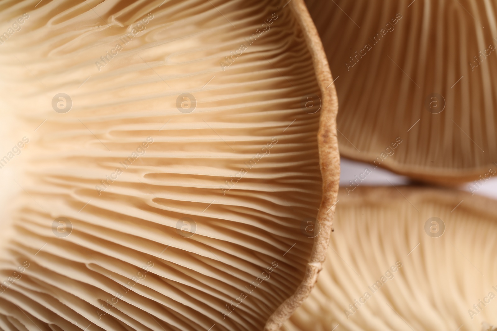 Photo of Fresh oyster mushrooms on blurred background, macro view