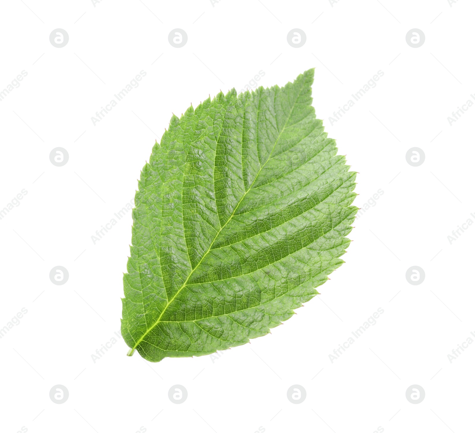 Photo of One green raspberry leaf isolated on white