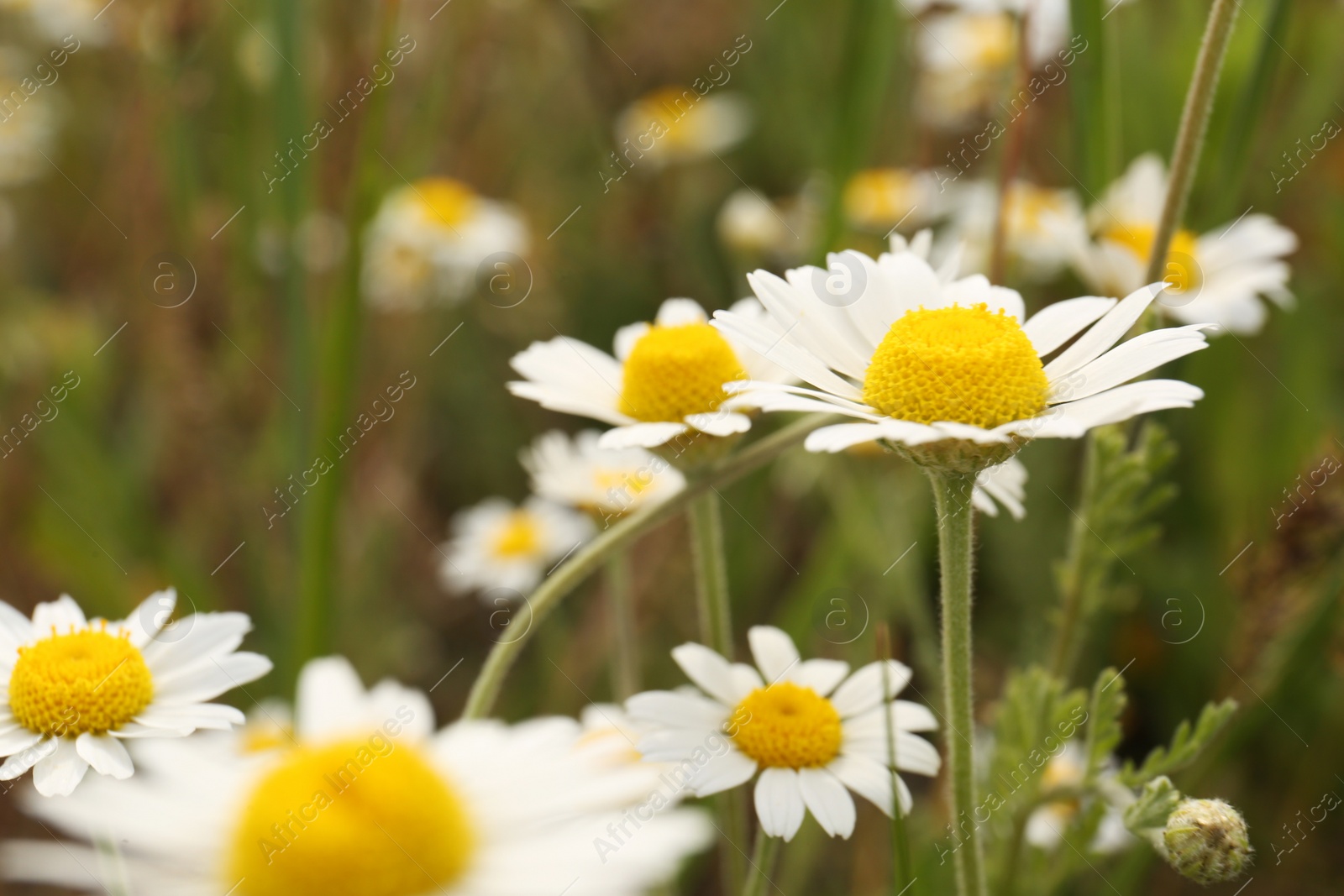 Photo of Beautiful chamomile flowers growing in field, closeup