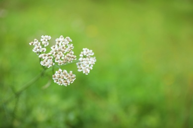 Photo of Green meadow with blooming wild flowers, closeup