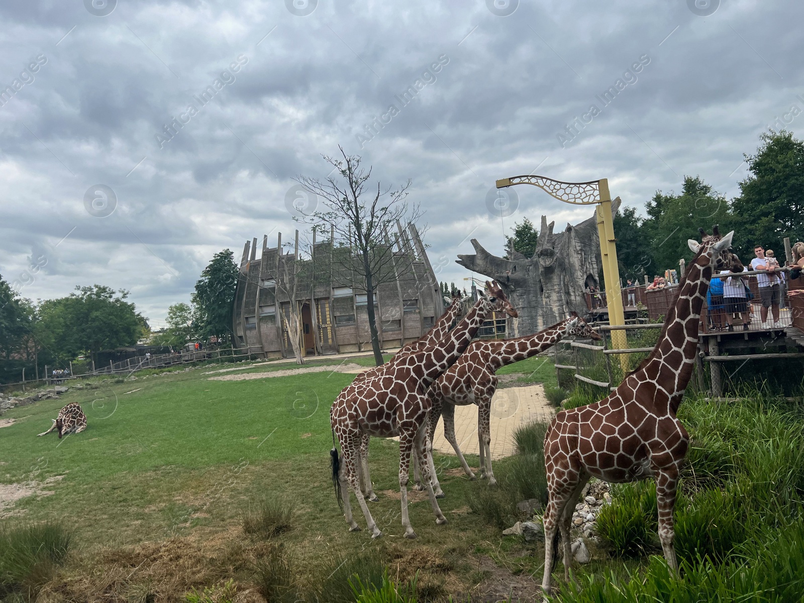 Photo of Rotterdam, Netherlands - August 27, 2022: Group of beautiful giraffes in zoo enclosure