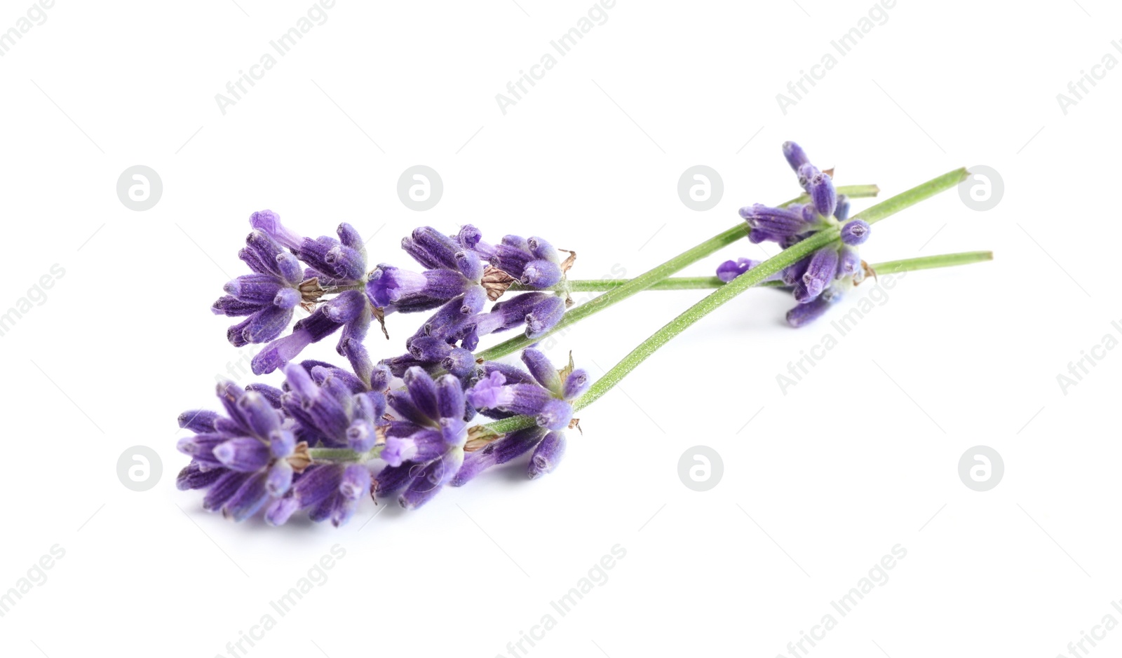 Photo of Beautiful blooming lavender flowers on white background