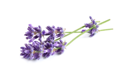 Beautiful blooming lavender flowers on white background