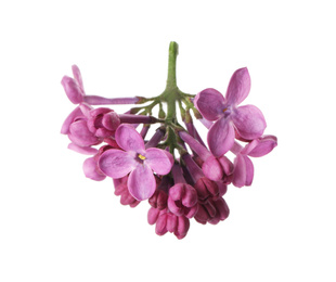 Photo of Beautiful purple lilac blossom isolated on white