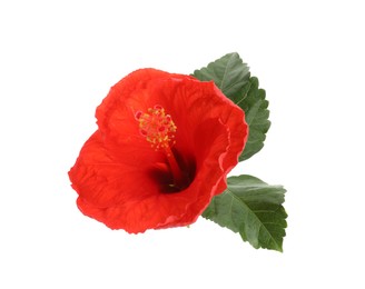 Beautiful red hibiscus flower and green leaves isolated on white