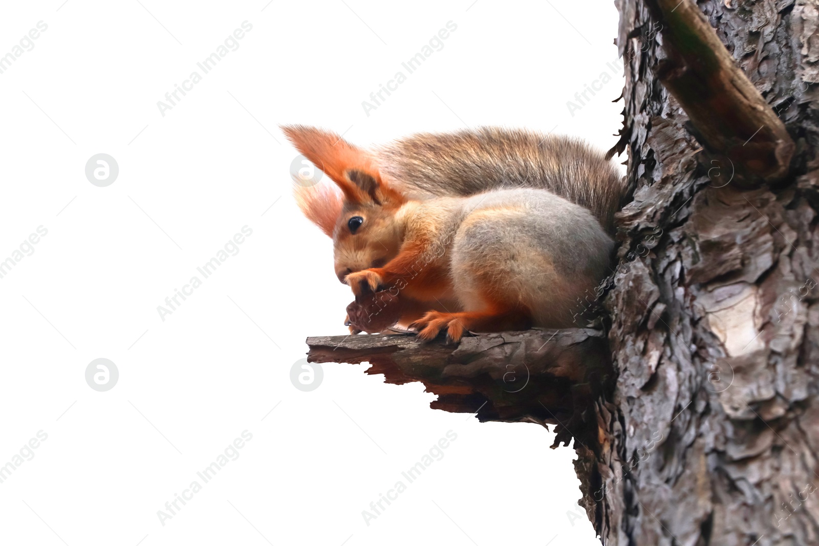 Image of Cute squirrel with fluffy tail on tree against white background