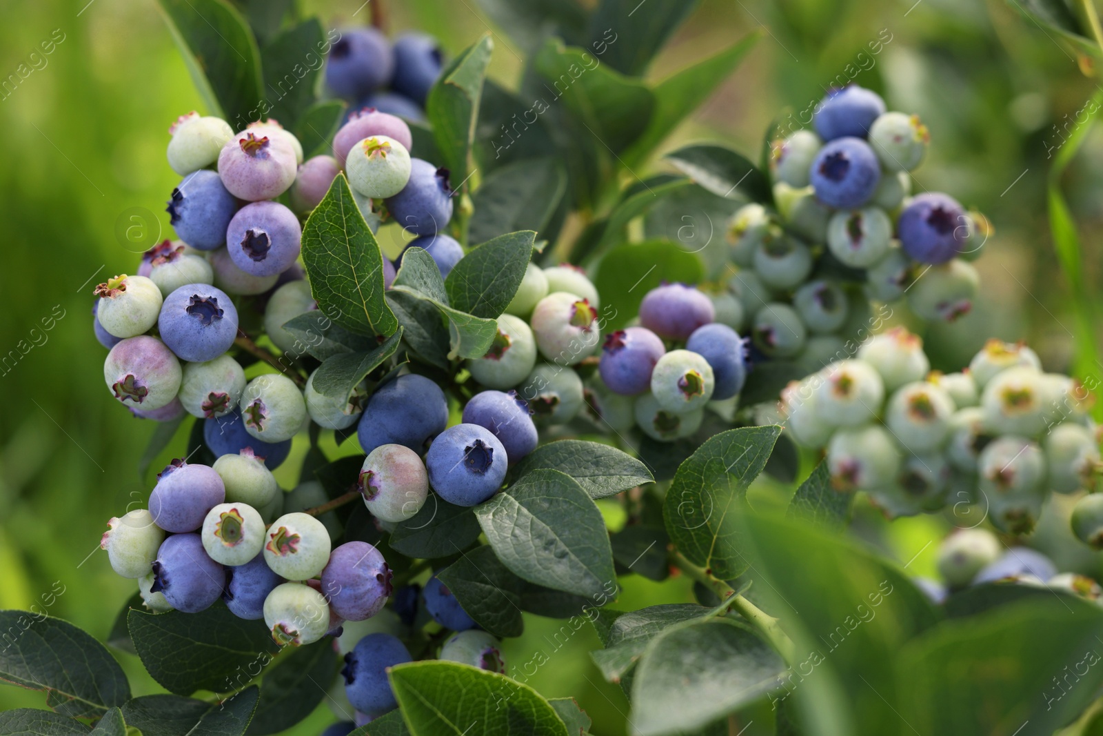 Photo of Wild blueberries growing outdoors, closeup. Seasonal berries