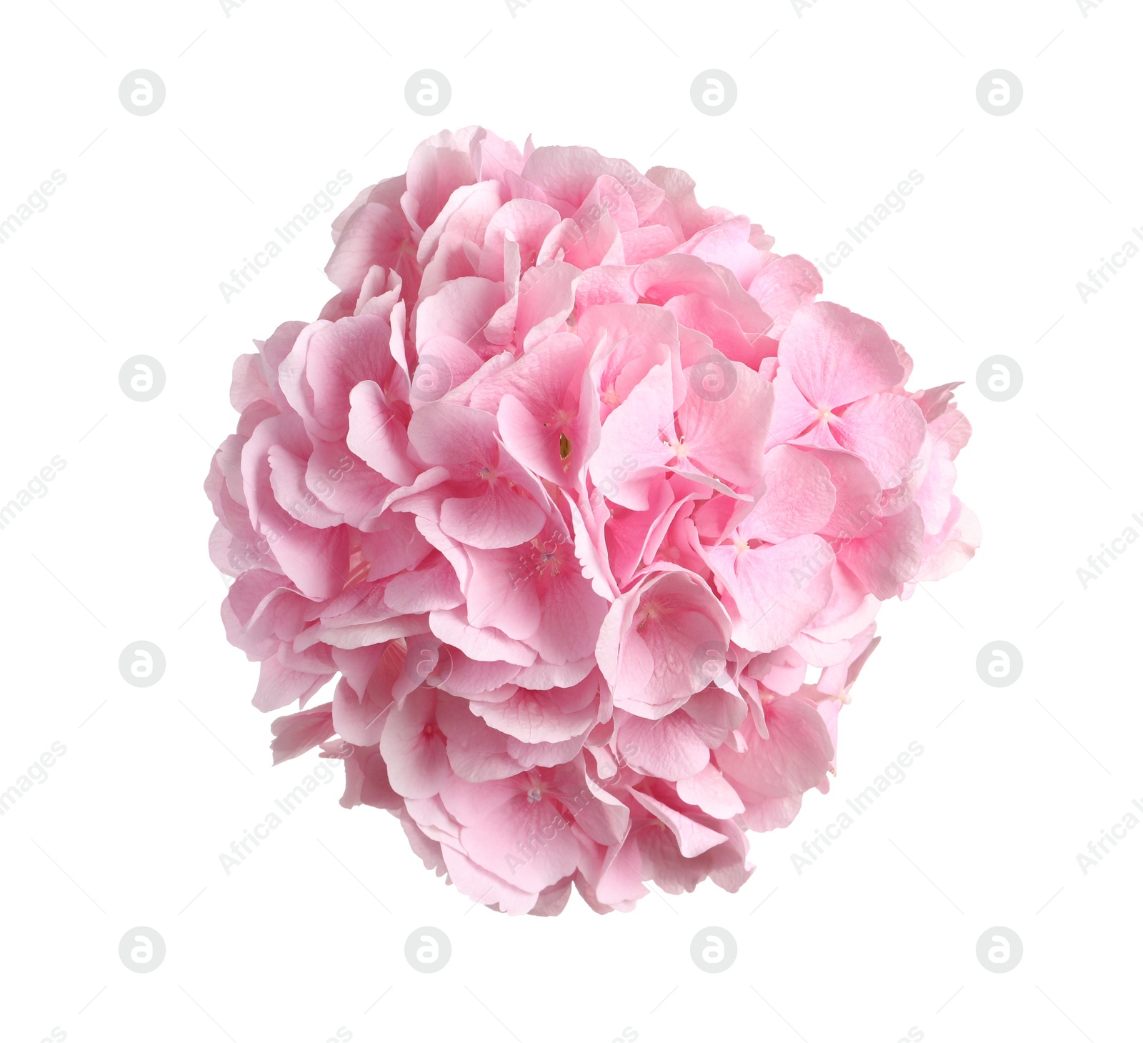 Photo of Delicate pink hortensia flowers on white background, top view