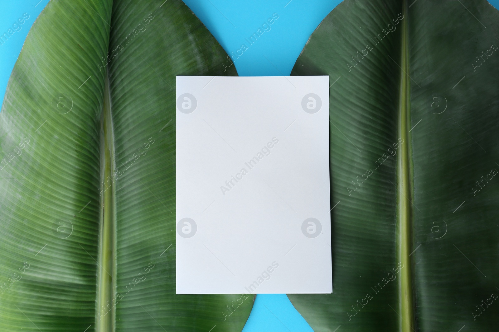 Photo of Flat lay composition with green banana leaves and space for text on color background. Tropical foliage