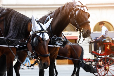 Photo of VIENNA, AUSTRIA - APRIL 26, 2019: Horses in carriage harness on city street