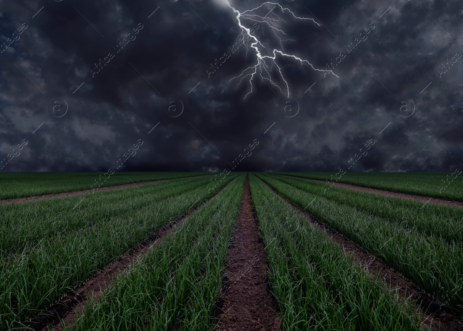 Image of View of field and cloudy sky with lightning. Thunderstorm