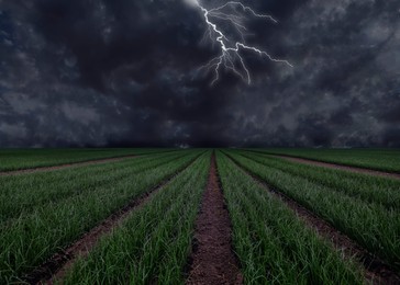 Image of View of field and cloudy sky with lightning. Thunderstorm