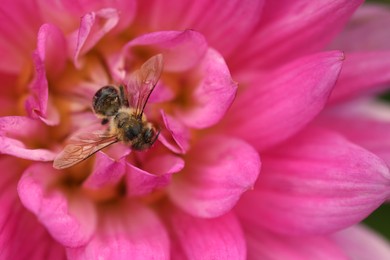 Honeybee collecting pollen from beautiful flower, closeup