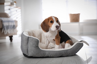 Photo of Cute Beagle puppy in dog bed at home. Adorable pet