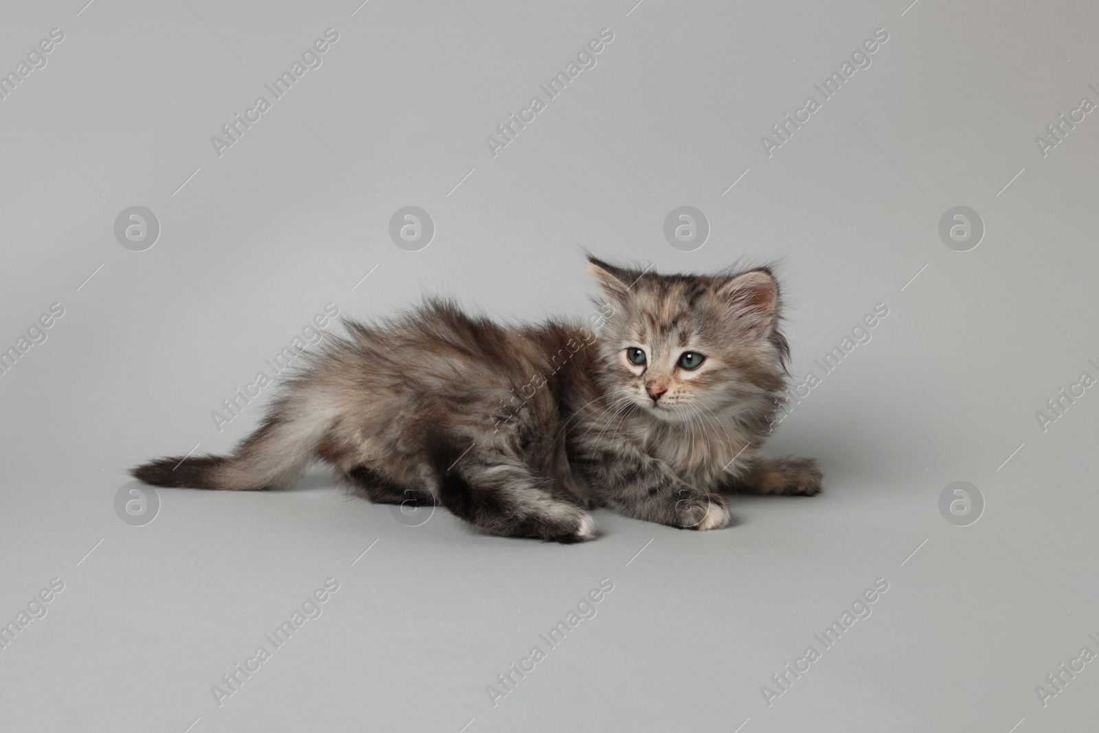 Photo of Beautiful kitten on light grey background. Cute pet