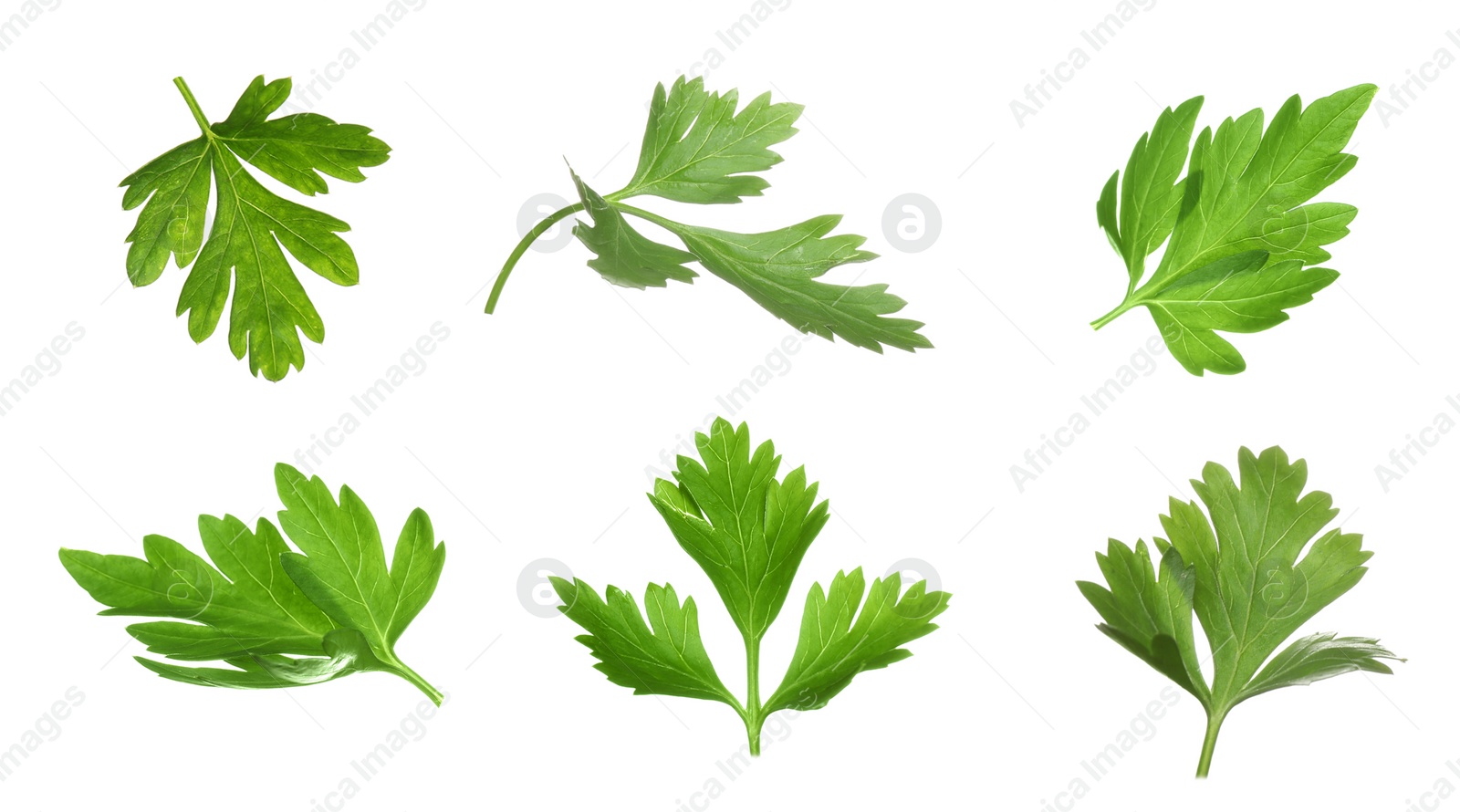 Image of Set with green parsley leaves on white background. Banner design