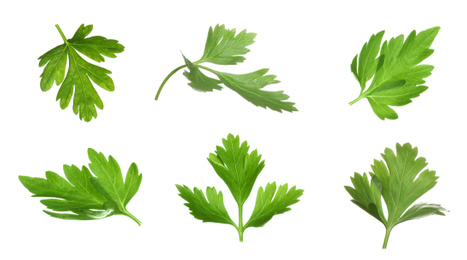 Image of Set with green parsley leaves on white background. Banner design