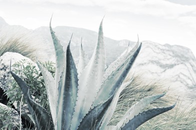 Image of Beautiful agave plant outdoors, closeup. Color toned