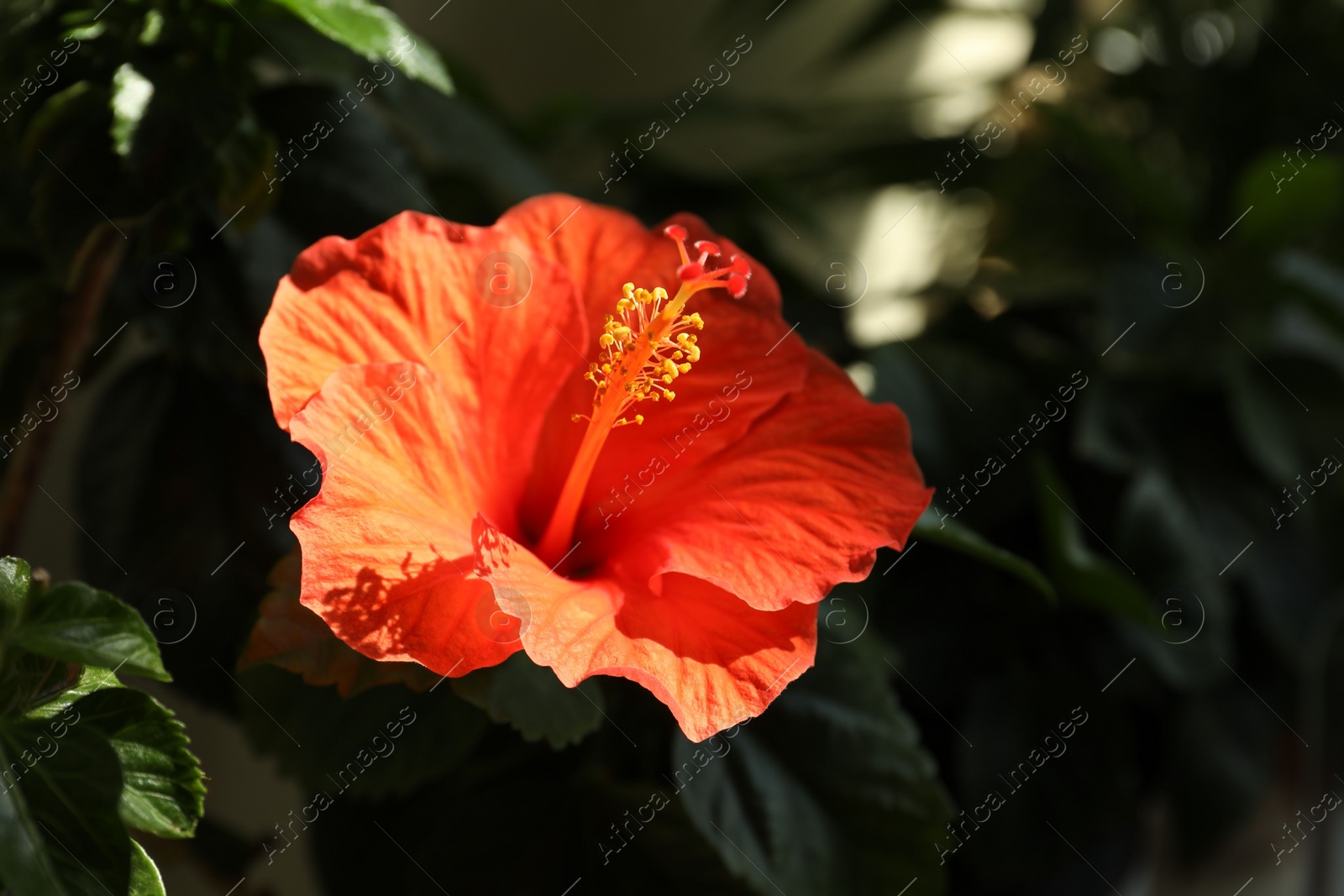 Photo of Hibiscus plant with beautiful bright flower growing outdoors, closeup