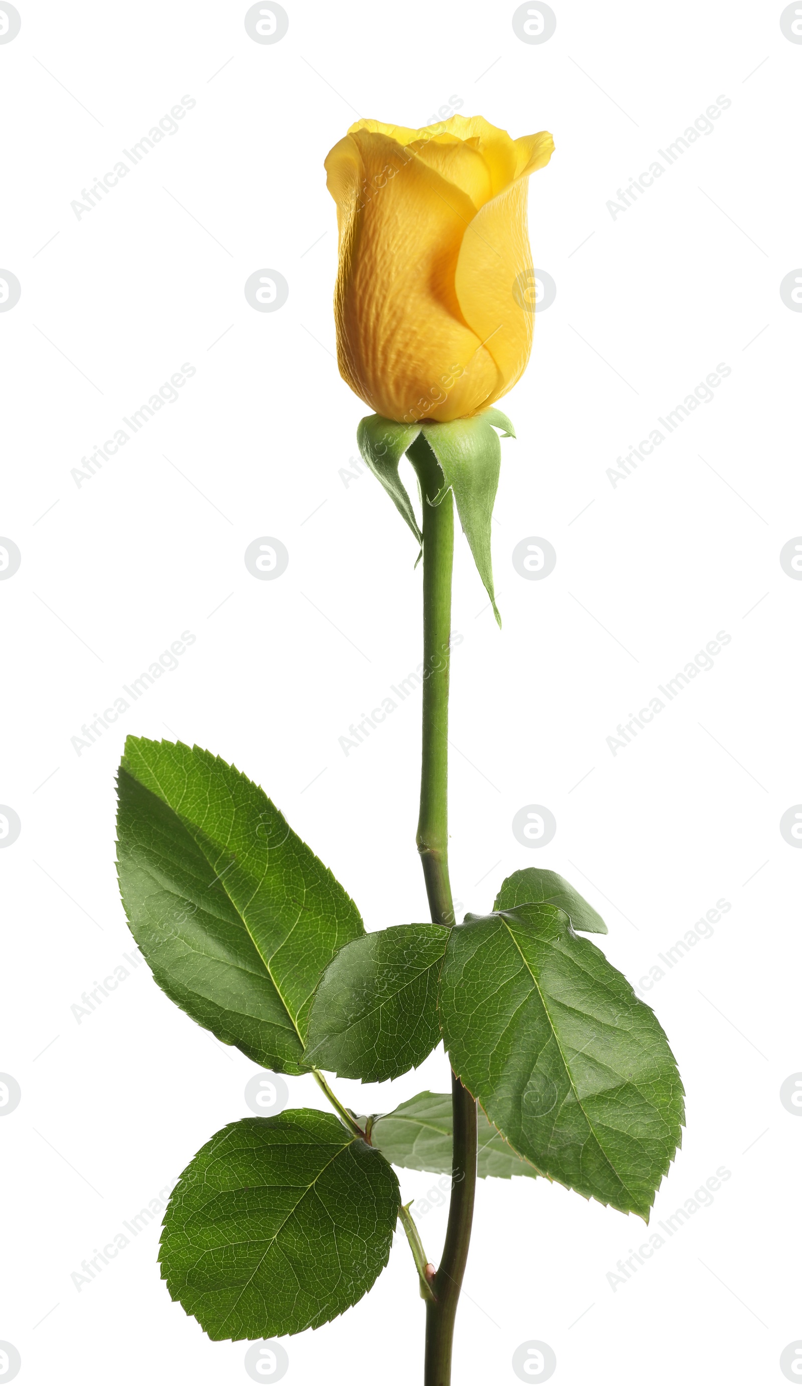 Photo of One beautiful yellow rose isolated on white