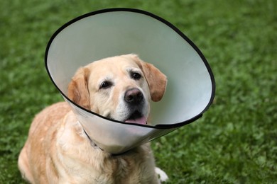 Adorable Labrador Retriever dog wearing Elizabethan collar outdoors