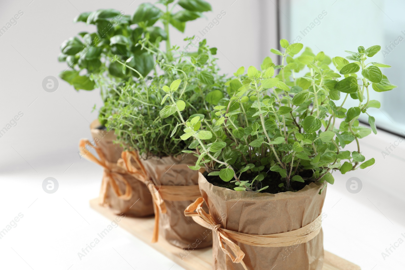 Photo of Different fresh potted herbs on windowsill indoors, closeup