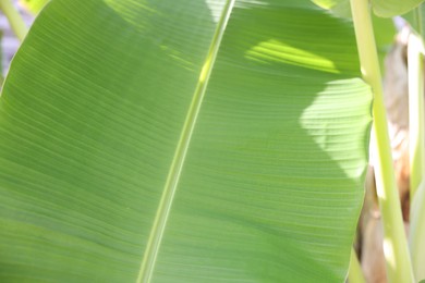 Photo of Beautiful green palm tree leaf outdoors, closeup