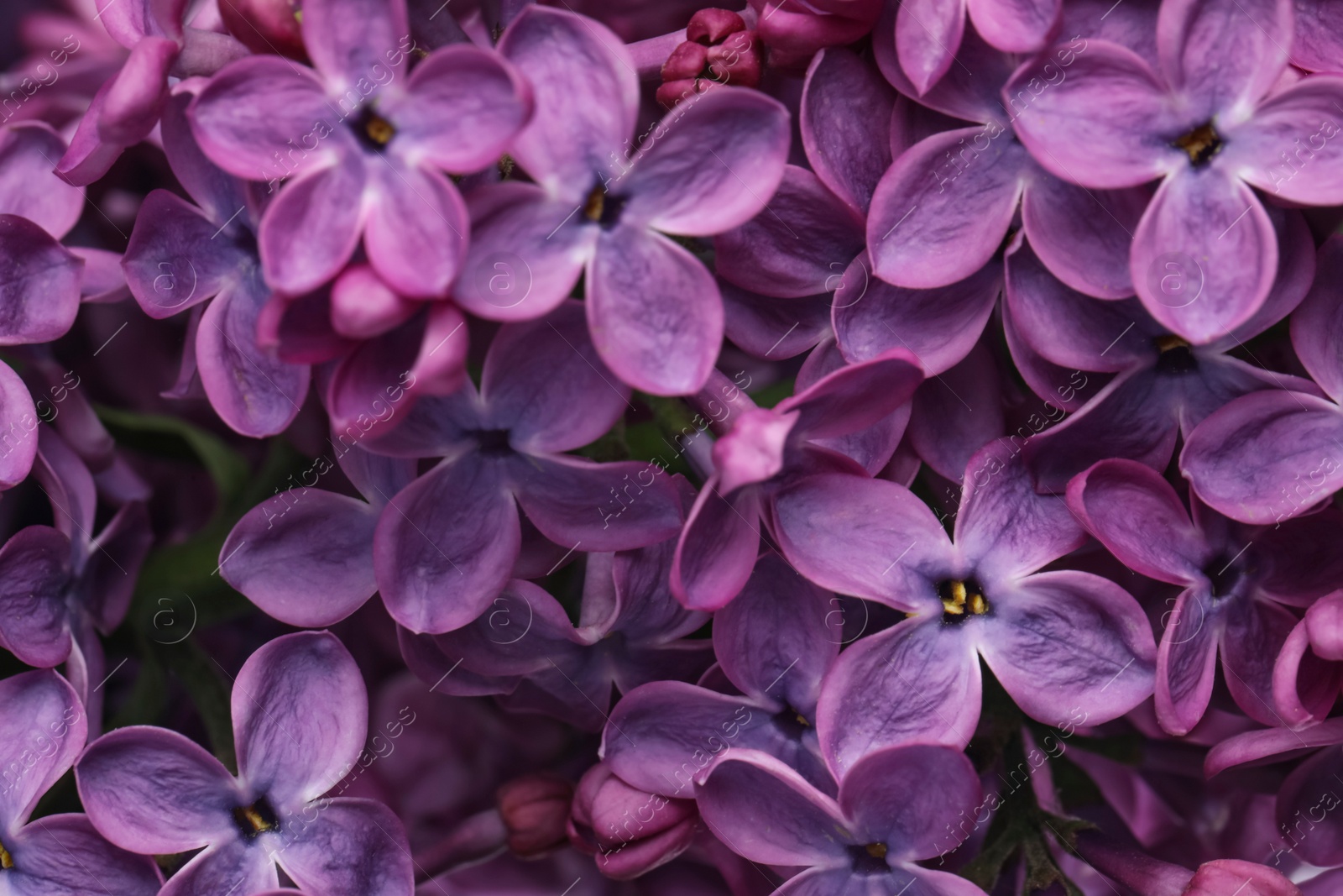 Photo of Closeup view of beautiful blossoming lilac as background