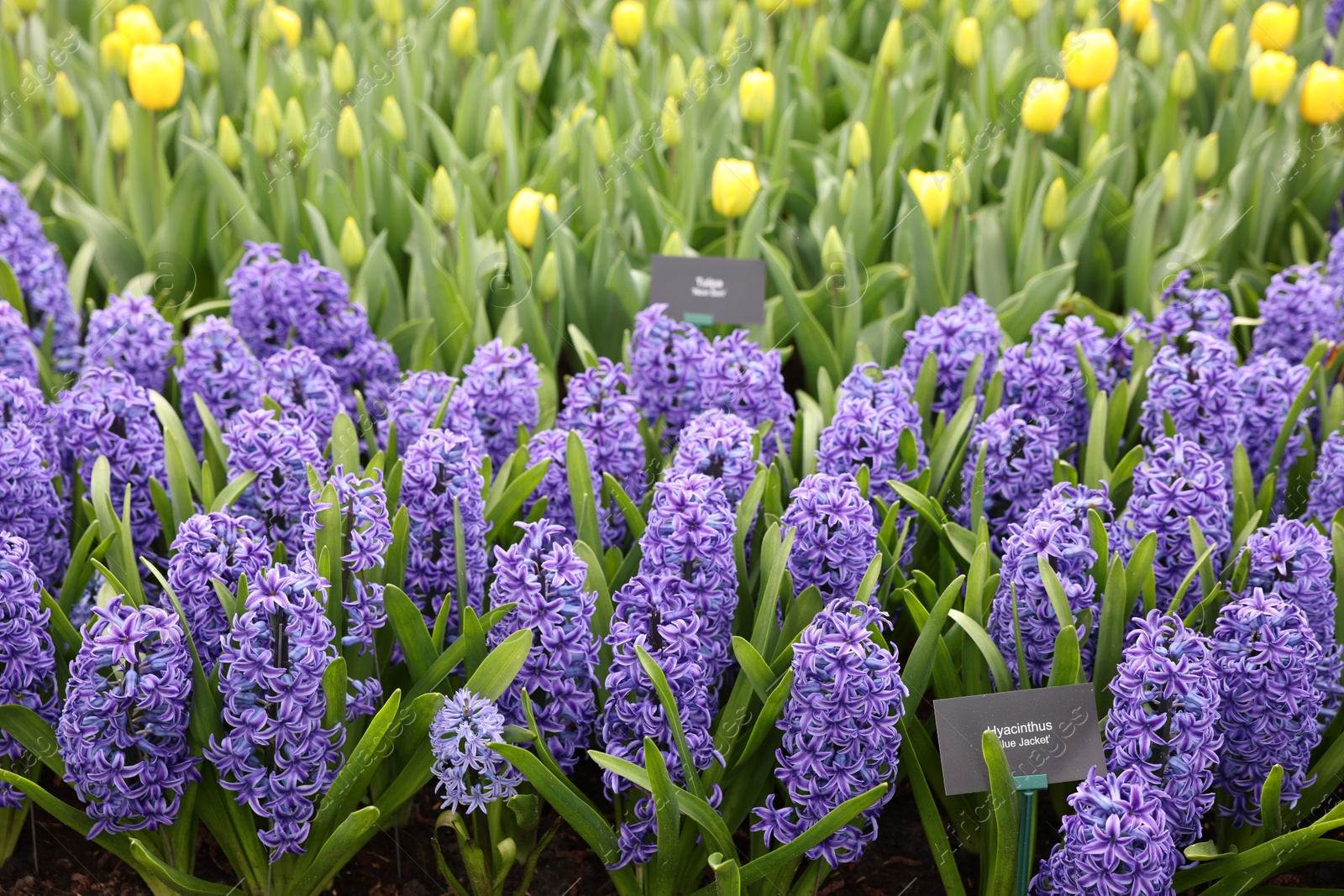 Photo of Beautiful hyacinth and tulip flowers growing outdoors