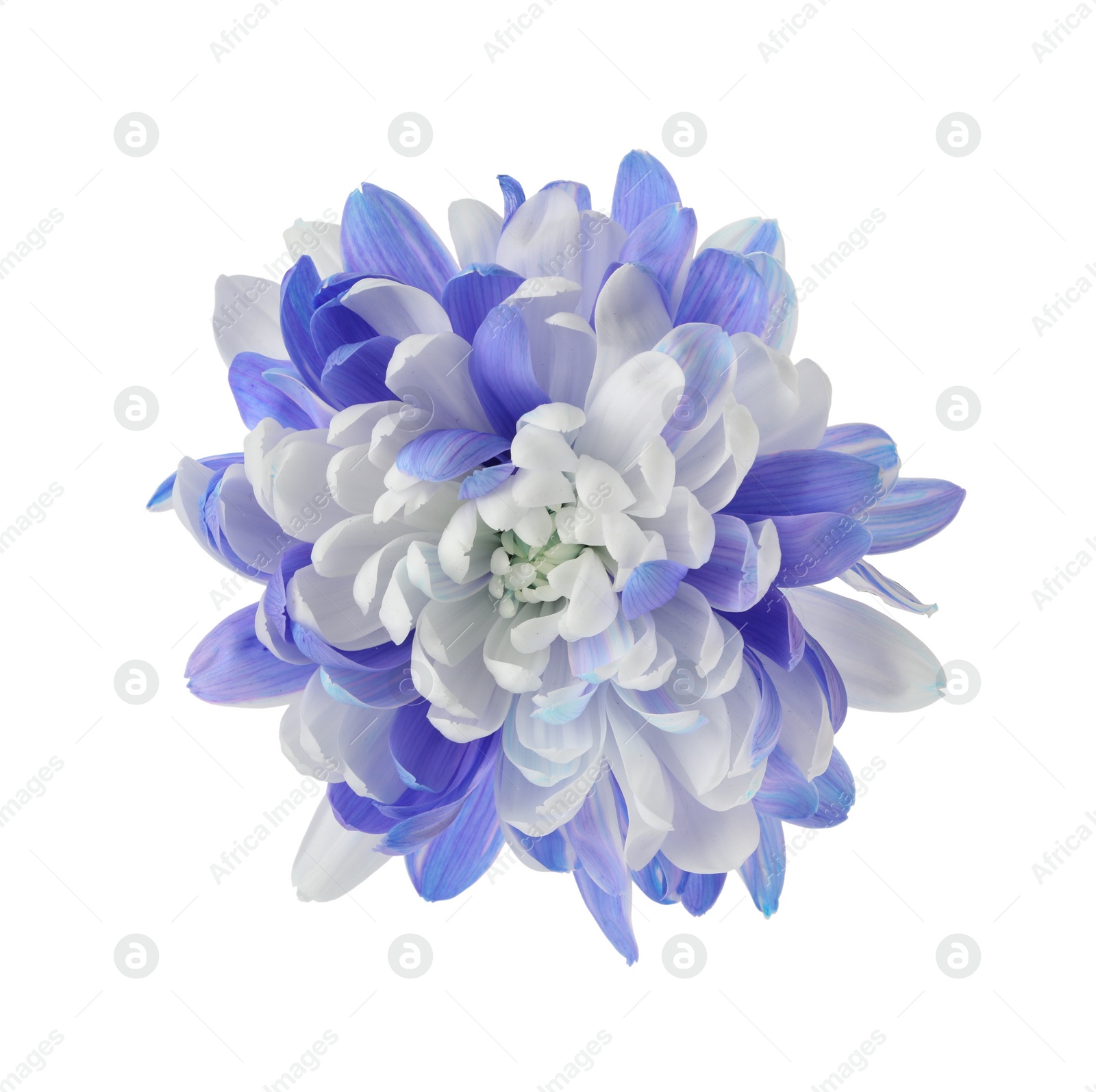 Photo of Beautiful blooming chrysanthemum flower isolated on white