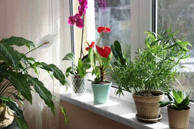 Beautiful houseplants in pots on windowsill indoors