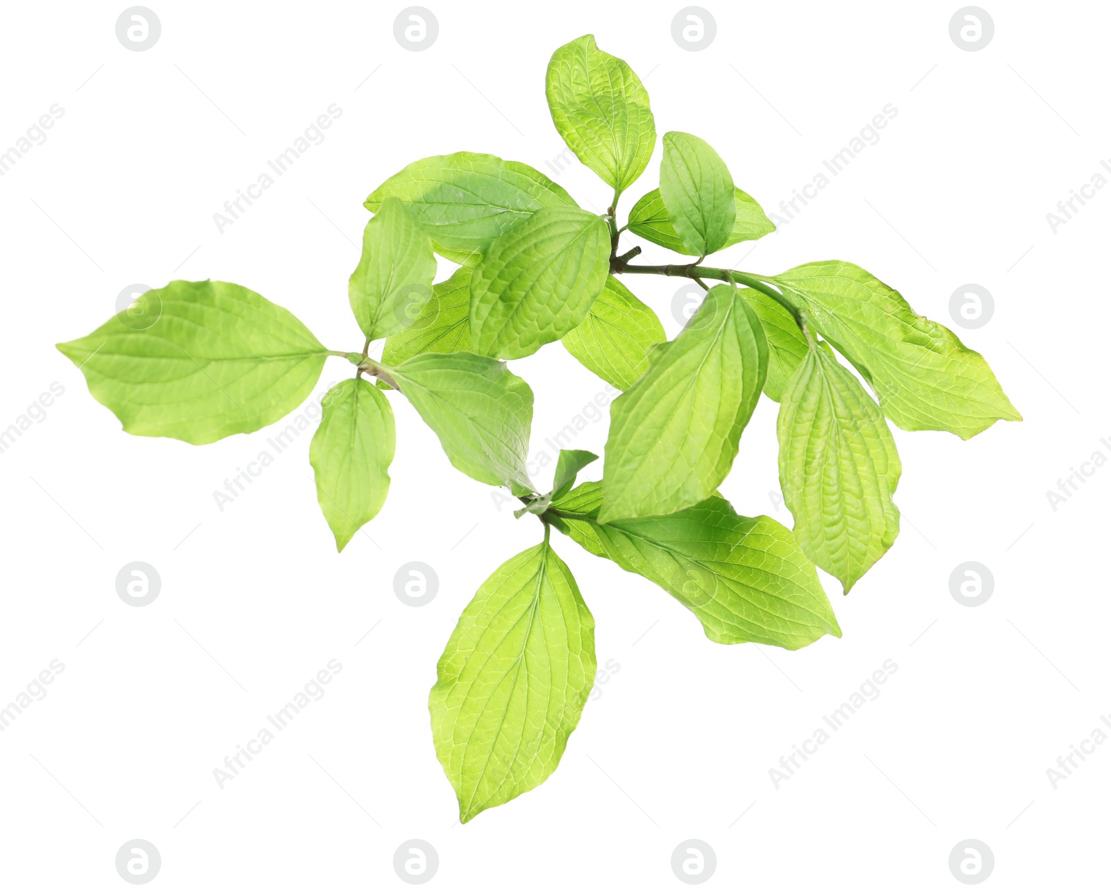 Photo of Branch with green leaves on white background