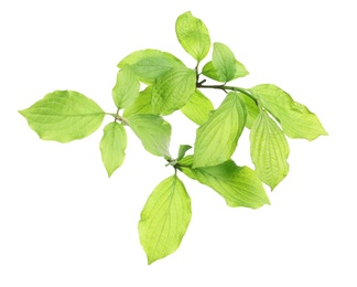 Photo of Branch with green leaves on white background