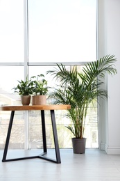 Photo of Different green potted plants near window at home