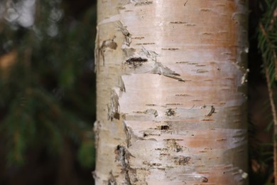 Photo of Texture of bark on tree trunk outdoors, closeup