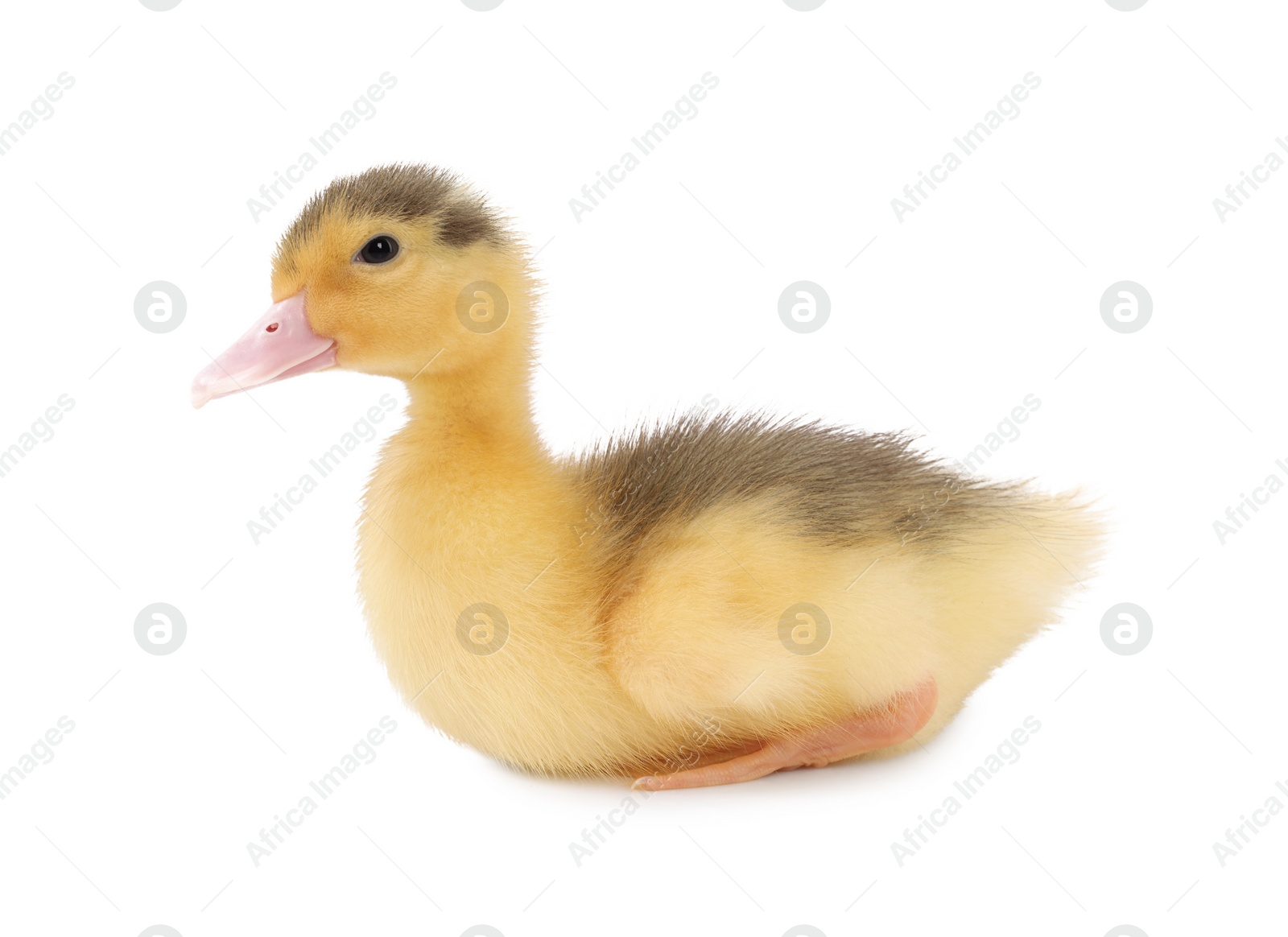 Photo of Baby animal. Cute fluffy duckling on white background