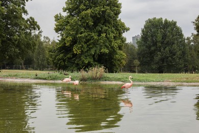 Photo of Beautiful view of lake with flamingos in park