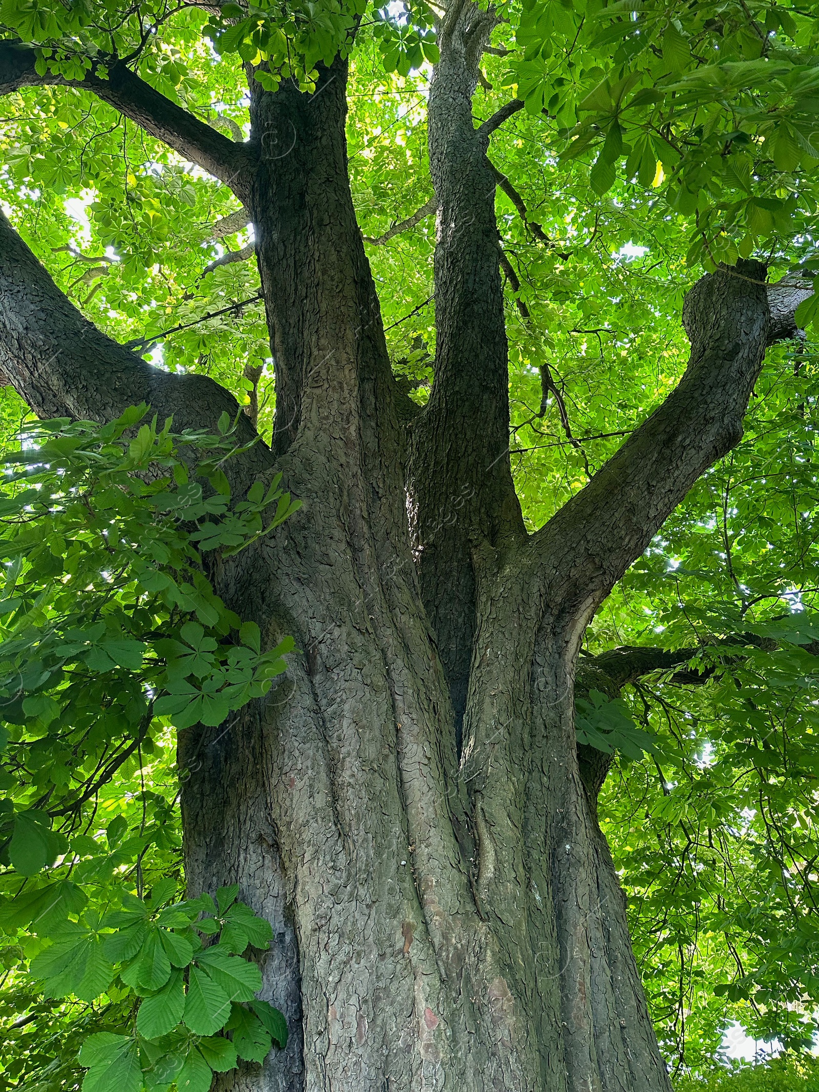 Photo of Beautiful chestnut tree with lush green leaves growing outdoors, low angle view