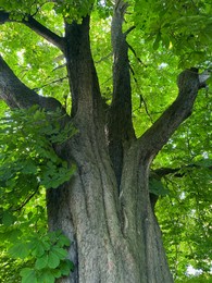 Photo of Beautiful chestnut tree with lush green leaves growing outdoors, low angle view