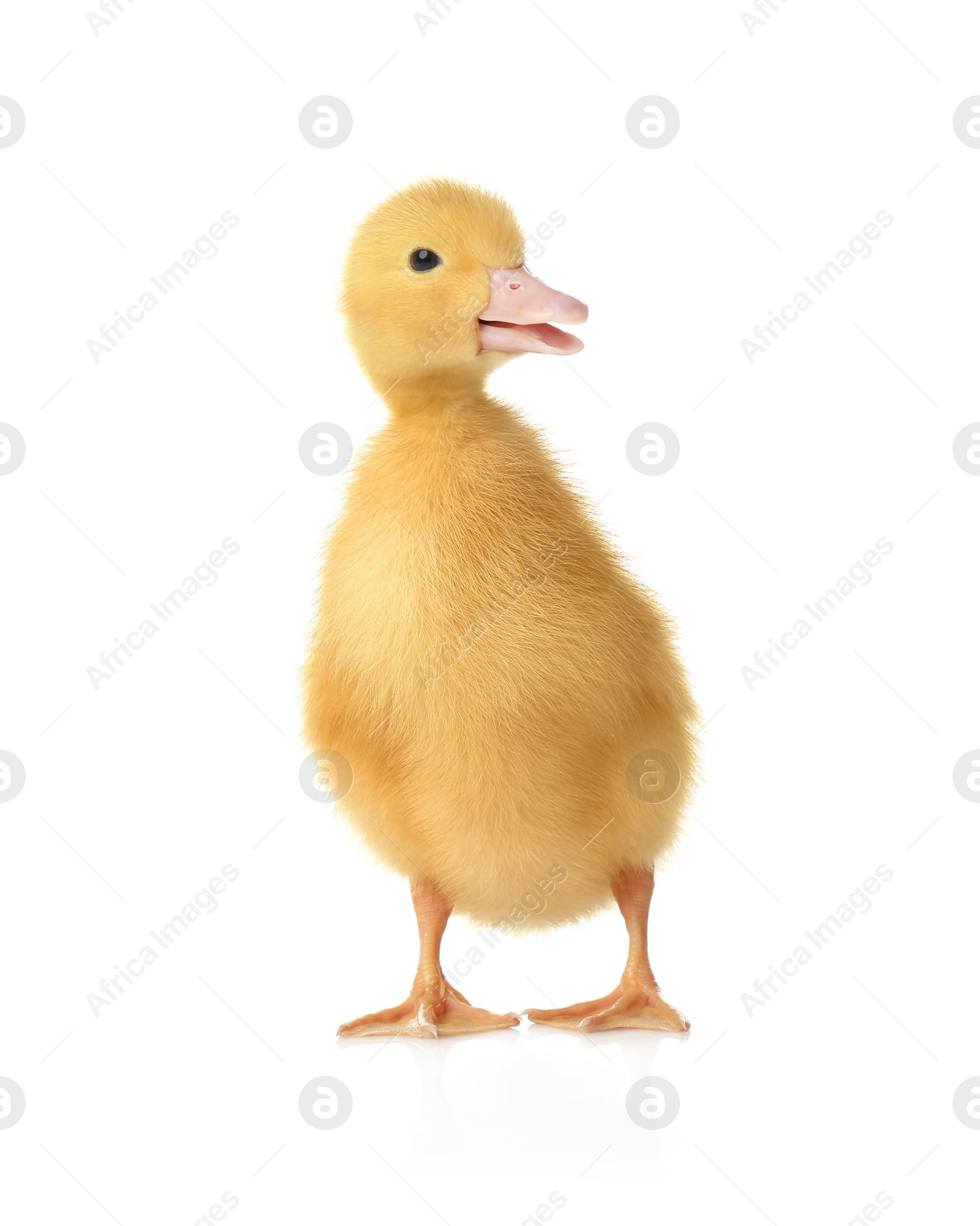 Photo of Cute fluffy gosling on white background. Farm animal