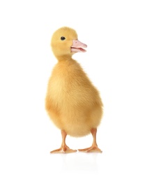 Photo of Cute fluffy gosling on white background. Farm animal