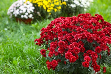 Photo of Beautiful blooming Chrysanthemum bushes outdoors. Autumn flowers