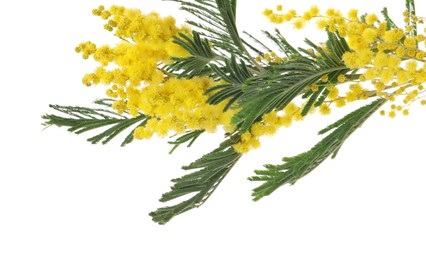 Photo of Beautiful mimosa plant with yellow flowers isolated on white