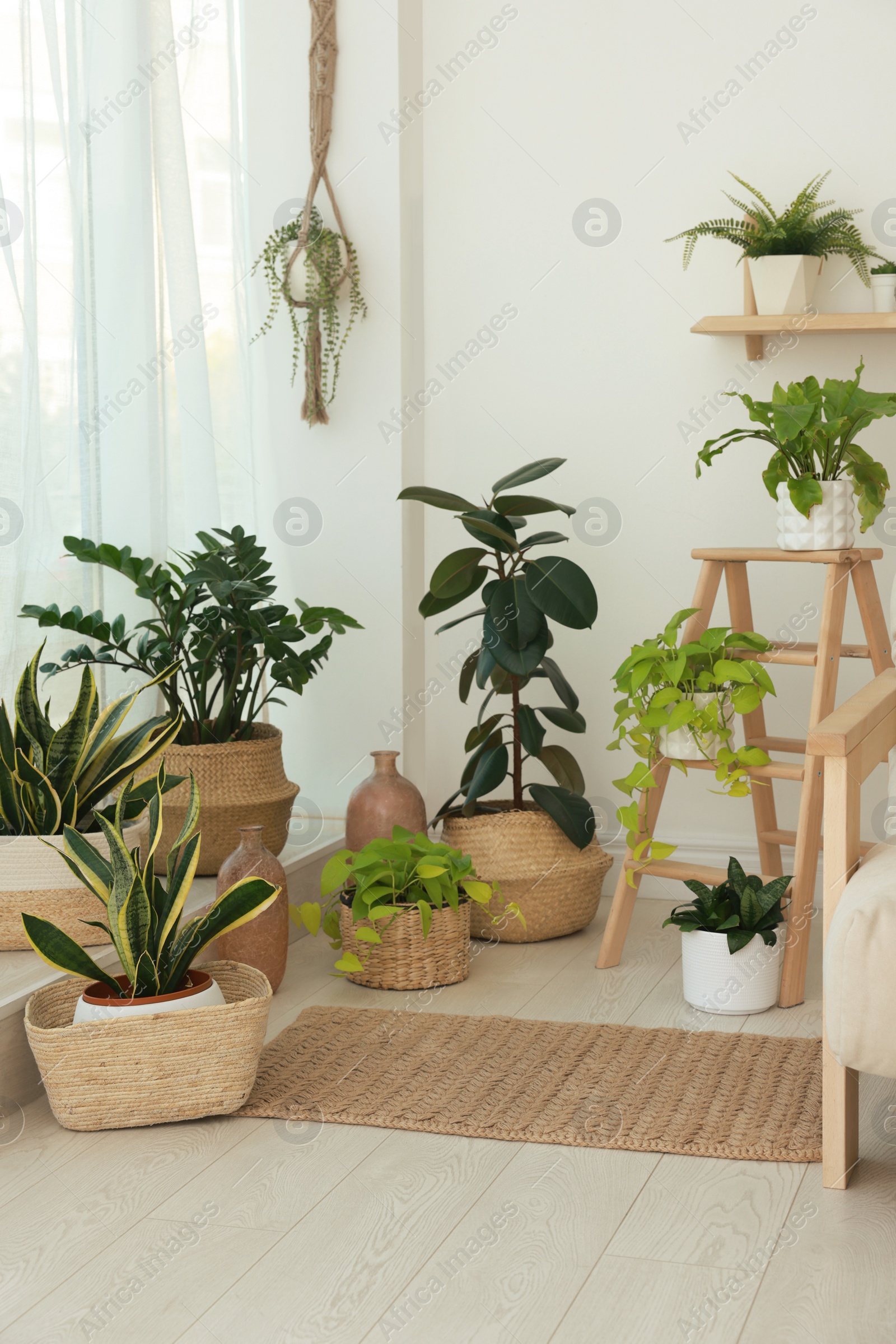 Photo of Many beautiful houseplants in light room. Interior design