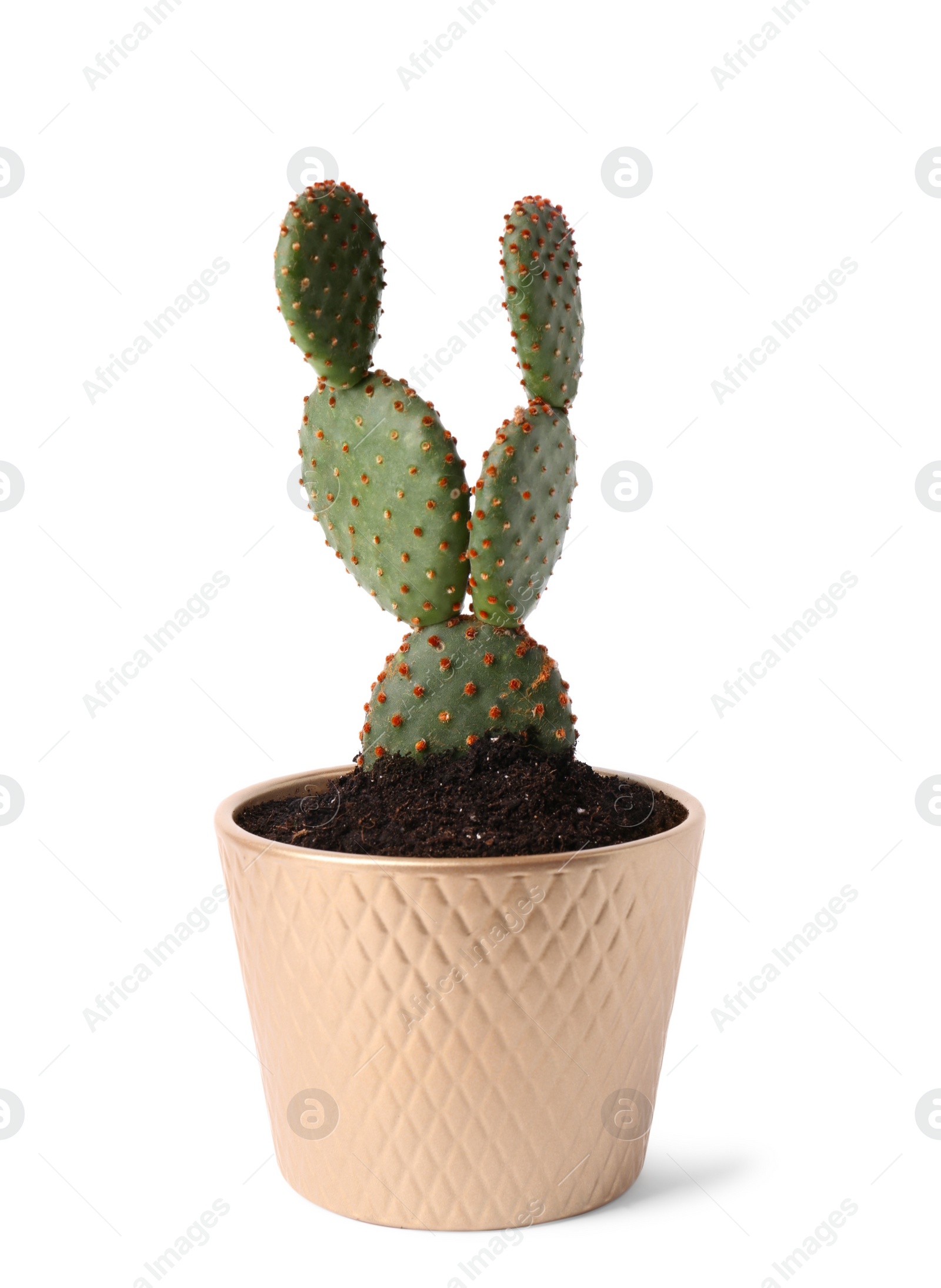 Photo of Beautiful green Opuntia cactus in ceramic pot on white background