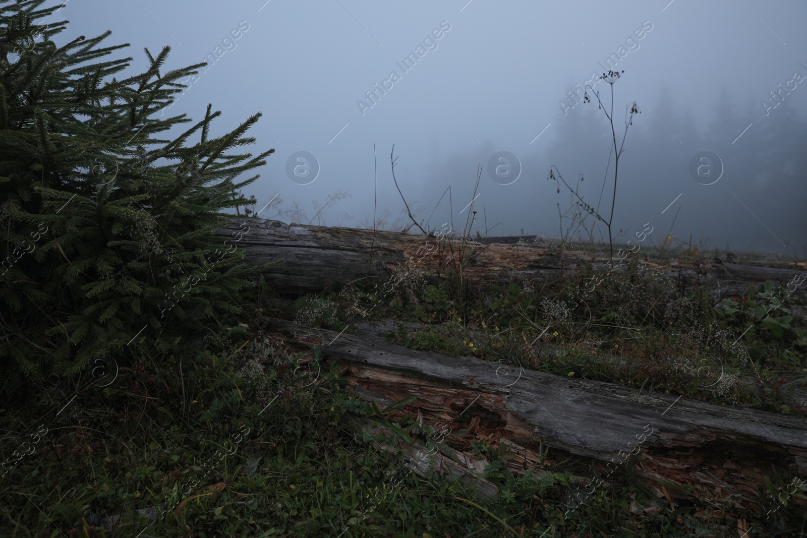 Photo of Beautiful view of meadow with thick mist and trees in evening